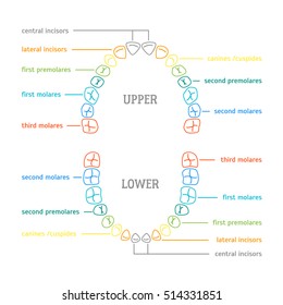 Dental Charting Colors And Symbols