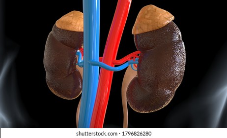 Human Urinary System Anatomy3d Illustration Stock Illustration ...