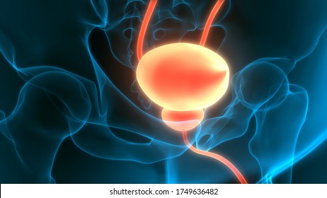 Human Urinary System Bladder Anatomy. 3D