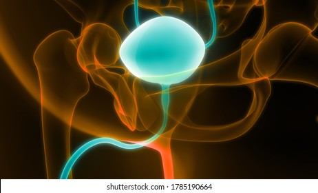 Human Urinary System Bladder Anatomy. 3D