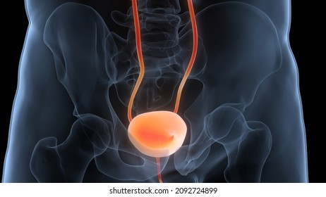 Human Urinary System Bladder Anatomy. 3D