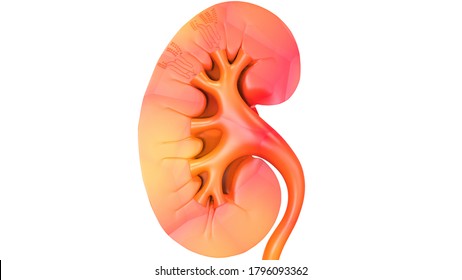 Human Urinary System Kidney Anatomy 3d Stock Illustration 1796093362 ...