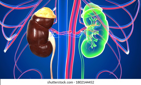 Human Urinary System Kidney Anatomy.The urinary system,also known as the renal system or urinary tract, consists of the kidneys,ureters, bladder,and the urethra.3D