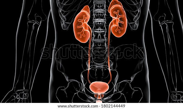 Human Urinary System Kidney\
Anatomy.The urinary system,also known as the renal system or\
urinary tract, consists of the kidneys,ureters, bladder,and the\
urethra.3D