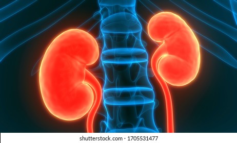 Human Urinary System Kidneys Anatomy 3d Stock Illustration 1705531477 ...