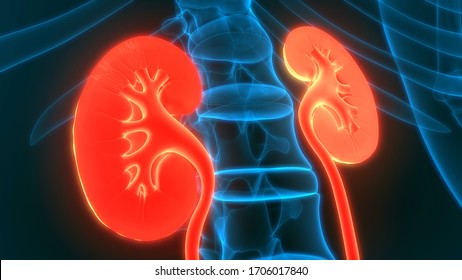 Human Urinary System Kidneys Anatomy 3d Stock Illustration 1706017840 ...