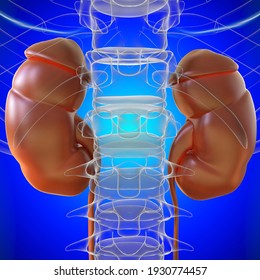 Human Urinary System Kidneys Anatomy For Medical Concept 3D Illustration