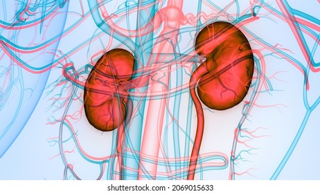 Human Urinary System Kidneys Anatomy. 3D