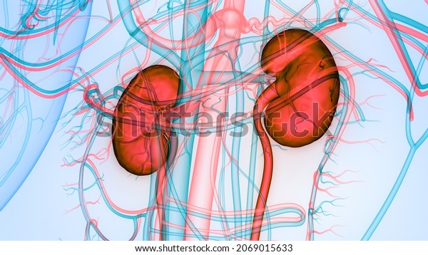 Human Urinary System\
Kidneys Anatomy.\
3D