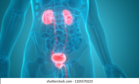 12,015 Bladder 3d Images, Stock Photos & Vectors | Shutterstock