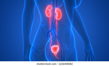 Human Urinary System Kidneys Bladder Anatomy Stock Illustration 