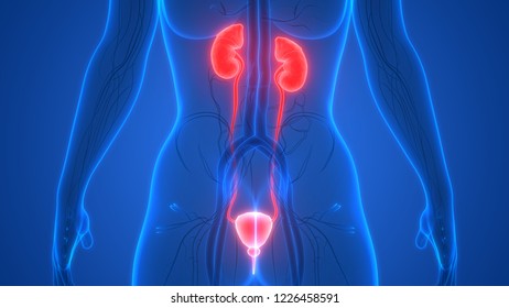 Human Urinary System Kidneys Bladder Anatomy Stock Illustration ...