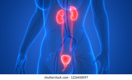 Female Reproductive System Nervous System Urinary Stock Illustration ...