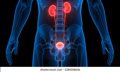 Human Urinary System Kidneys Bladder Anatomy Stock Illustration ...