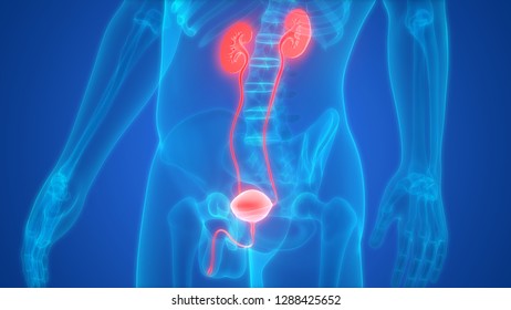 Human Urinary System Kidneys Bladder Anatomy Stock Illustration ...