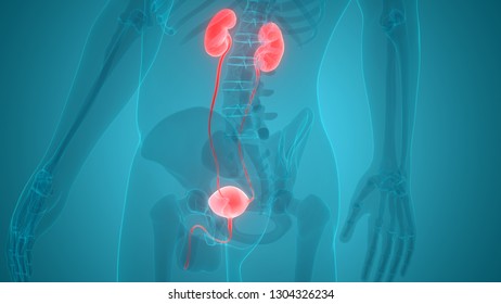 Human Urinary System Kidneys Bladder Anatomy Stock Illustration ...