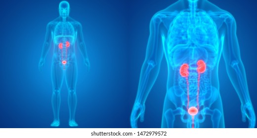 방광해부학과 신장3D 스톡 일러스트 1472979572 | Shutterstock
