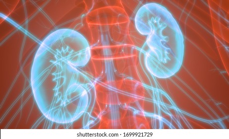 방광해부학과 신장3D 스톡 일러스트 1699921729 | Shutterstock