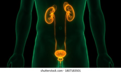 Human Urinary System Kidneys Bladder Anatomy Stock Illustration 