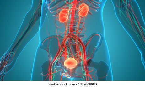 Human Urinary System Kidneys Bladder Circulatory Stock Illustration ...