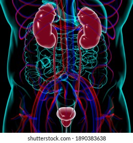 Human Urinary System Kidneys with Bladder Anatomy For Medical Concept 3D Illustration