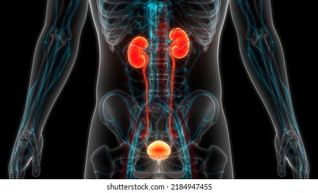 Human Urinary System Kidneys Bladder Anatomy Stock Illustration ...