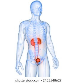 Human Urinary System Kidneys with Bladder Anatomy. 3D