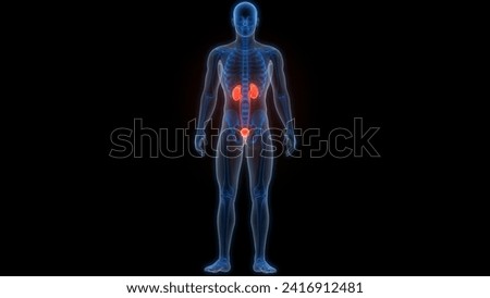 Human Urinary System Kidneys with Bladder Anatomy. 3D