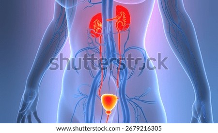 Human Urinary System Kidneys with Bladder Anatomy. 3D