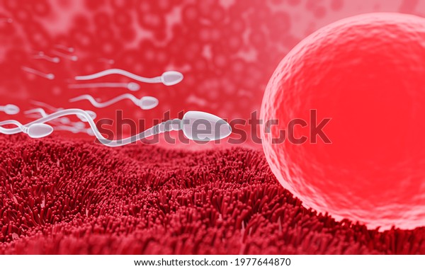 Human Uterus Model Mating Fertilization Pregnancy Stock Illustration ...