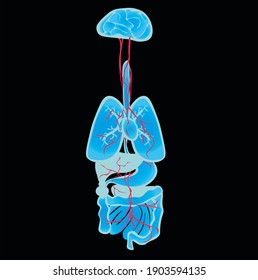 Human Vagus Nerve Anatomy Illustration Stock Illustration 1903594135 ... Biology Diagrams