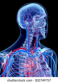 the human vascular system - 