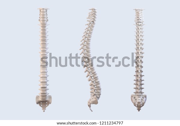 Human\
vertebrae anatomy. Spine vertebral bones, lateral and anterior\
view. Clipping path included. 3D\
illustration