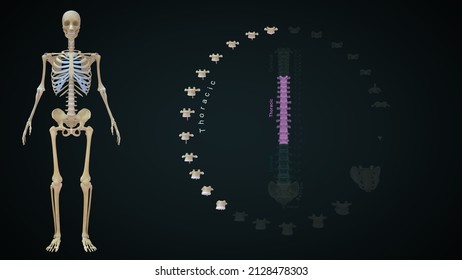 Human Vertebrae Bones Thoracic Anatomy 3d Illustration