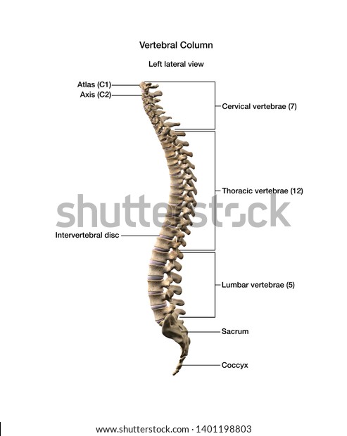 Human Vertebral Column Labeled 3d Rendering Stock Illustration 1401198803