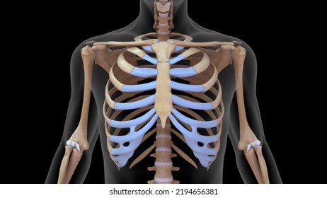 Human Vertebral Column Ribs Bone Anatomy Stock Illustration 2194656381 ...