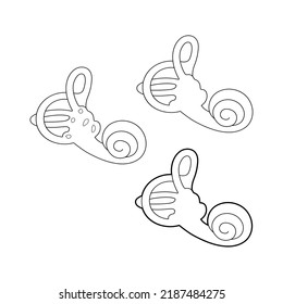 Human vestibular apparatus. The cochlea of the vestibular apparatus linear illustration.