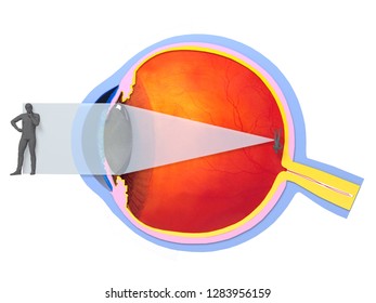 Human Vision System Illustration On White Stock Illustration 1283956159