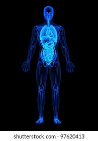 Human Xray With Focus On Mid Section Internal Organs