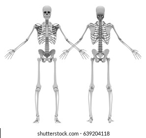 2,617 Skeleton front and back Images, Stock Photos & Vectors | Shutterstock