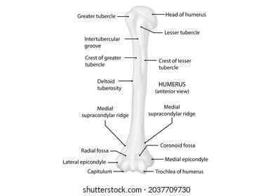 Humerus Anterior View Human Anatomy Stock Illustration 2037709730 ...