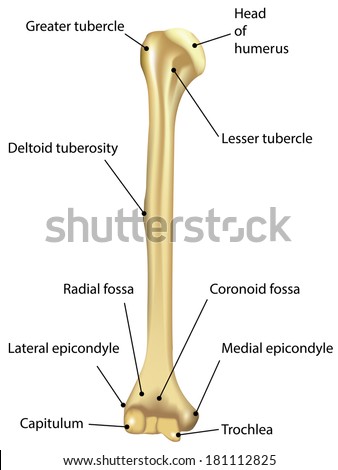 humerus labeled diagram stock illustration 181112825 shutterstock