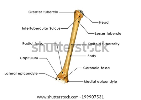 Humerus Labelled Stock Illustration 199907531 - Shutterstock