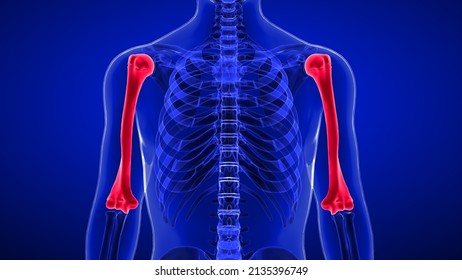 16,805 Humerus Images, Stock Photos & Vectors | Shutterstock