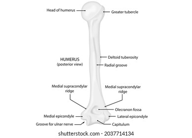 Humerus Posterior View Human Anatomy Stock Illustration 2037714134 ...