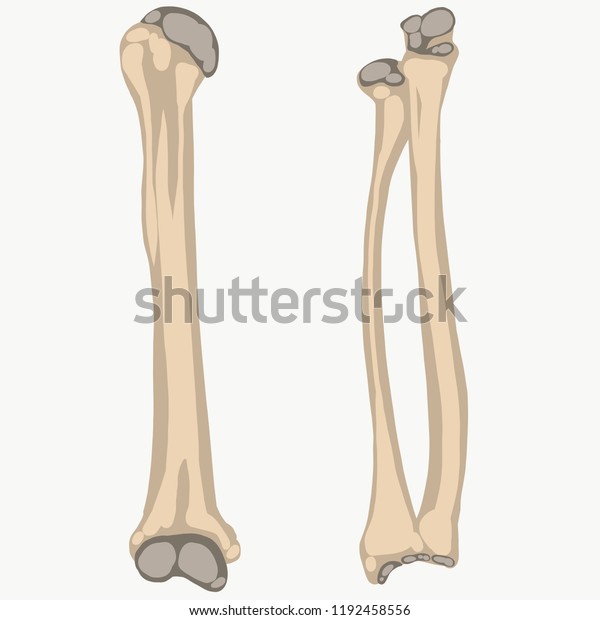 Humerus Radius Ulna Stock Illustration 1192458556