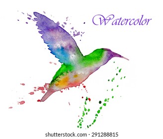 hummingbird multicolored on white background