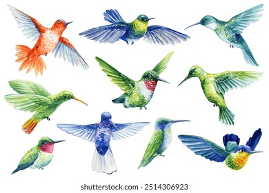 Hummingbird watercolor colorful birds illustration isolated white background. Summer clipart hand drawing tropical bird