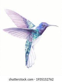Hummingbird watercolor drawing. Bright multicolor small tropical bird. Hummingbird with bright plumage. Flying bird. Hummingbird Watercolor Painting