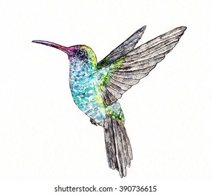 Bird Watercolor Hummingbirdillustration Watercolor Hand Painting Stock ...